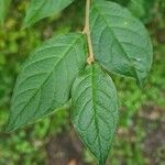 Cotoneaster bullatus Blatt