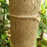 Cecropia palmata Φλοιός