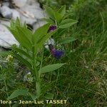 Lathyrus vivantii Libunga