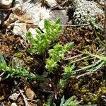 Lysimachia linum-stellatum Lapas