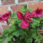 Pelargonium grandiflorum Flor