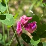 Lathyrus niger Blüte