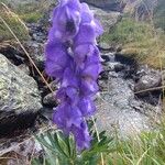 Aconitum napellusFlor