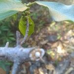 Ficus antandronarum Hoja