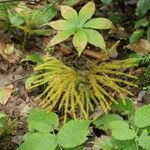 Lycopodium dendroideum Levél