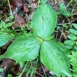 Trillium viridescens