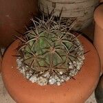 Melocactus intortus Leaf