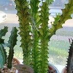 Euphorbia trigona Fulla