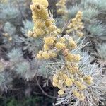 Artemisia arborescens 果實