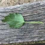 Chenopodiastrum murale Leaf