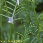 Vicia articulata Inny