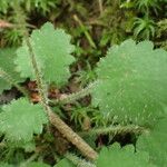 Saxifraga hirsuta Hoja