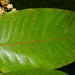 Vismia macrophylla Deilen