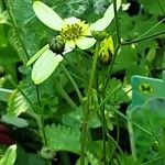 Coreopsis verticillata Цветок