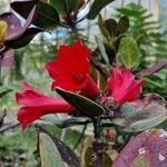 Rhododendron hellwigii Flor