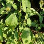 Dipsacus pilosus Blad