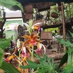 Phaius tankervilleaeKwiat