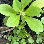 Euphorbia nivulia Hoja