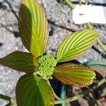 Cornus alternifolia Blomst