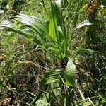 Plantago lanceolataFoglia