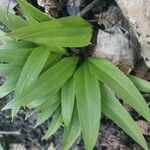 Allium tricoccum Hoja