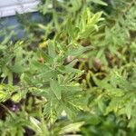 Symphyotrichum oblongifolium Leaf