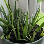 Aloe officinalisLeaf