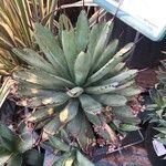 Agave macroacantha Ліст