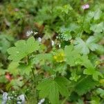 Ranunculus parviflorus Leaf