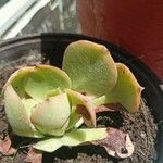 Aeonium nobile 葉