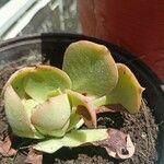 Aeonium nobile Leaf