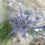 Eryngium bourgatiiBlomst