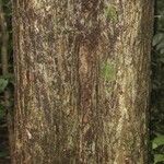 Manilkara bidentata Corteza