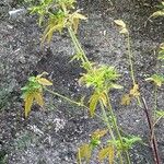 Cedronella canariensis Likasa
