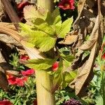 Angelica gigas Leaf