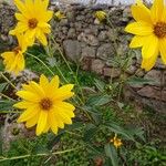 Helianthus × laetiflorusBlomma