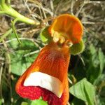 Calceolaria uniflora Muu