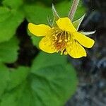 Geum macrophyllum Цветок