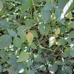 Justicia brandegeeana Hoja