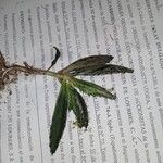 Kalanchoe serrata Leaf