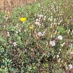 Crepis foetida Libunga