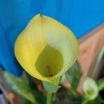 Arum creticum Цветок