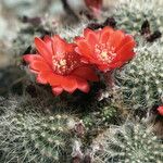 Rebutia steinmannii Lorea