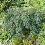 Caragana arborescens عادت داشتن