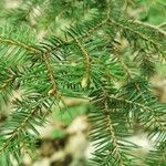 Picea rubens List