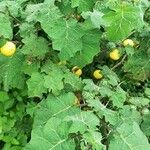 Solanum viarum Fruit