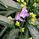 Strobilanthes anisophylla Leaf