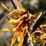 Hamamelis intermedia फूल