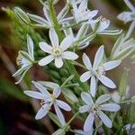 Ornithogalum pyramidale Virág