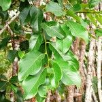 Diospyros inconstans Blad